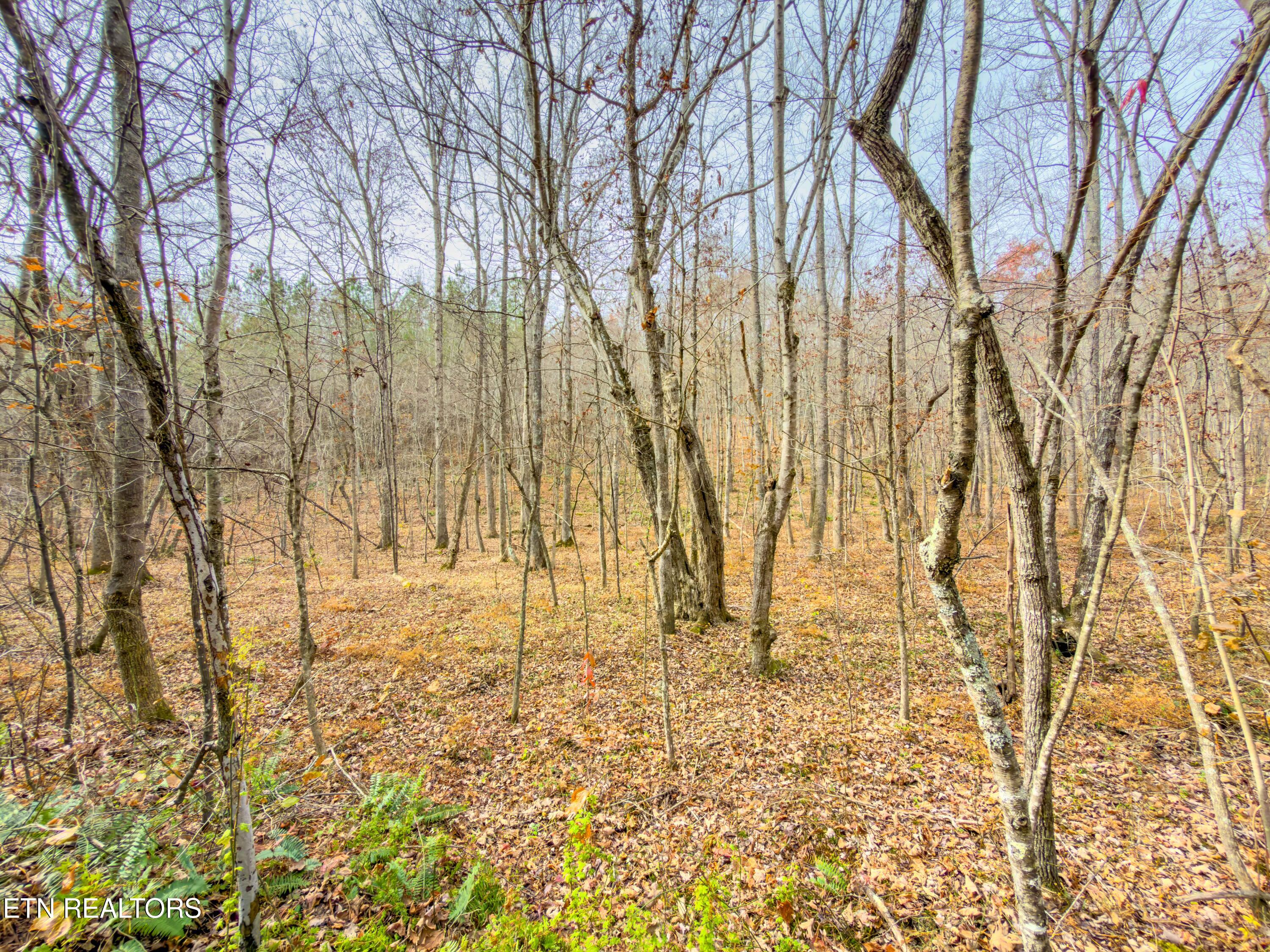 9745 Morgan County Highway Sunbright, TN 37872 - Photo 37 of 37 IMG_6499-Edit