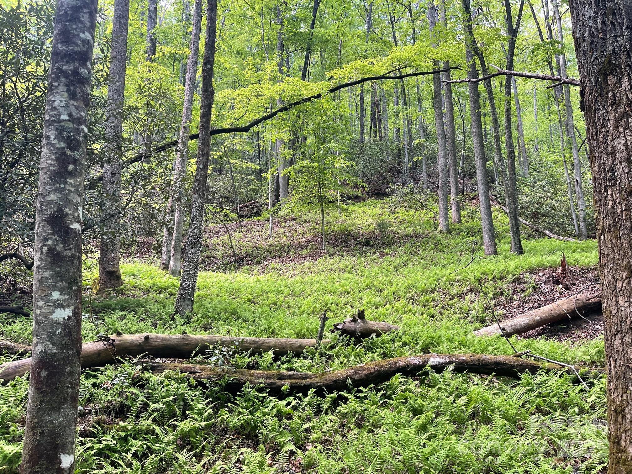Lot 3 Heavenly Hill Road, Unit 3 Brevard, NC 28712 - Photo 18 of 26 a view of a garden with a tree