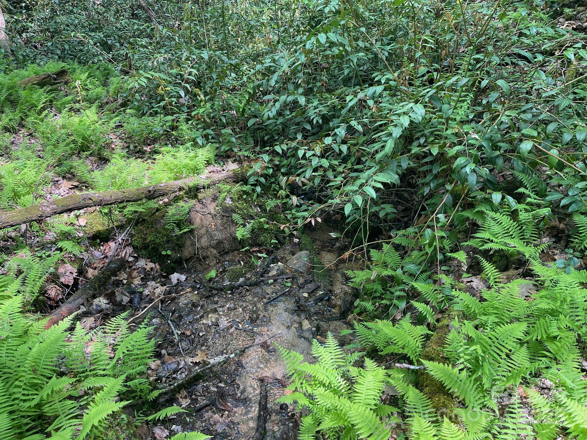 Lot 3 Heavenly Hill Road, Unit 3 Brevard, NC 28712 - Photo 20 of 26 a view of a forest with a tree