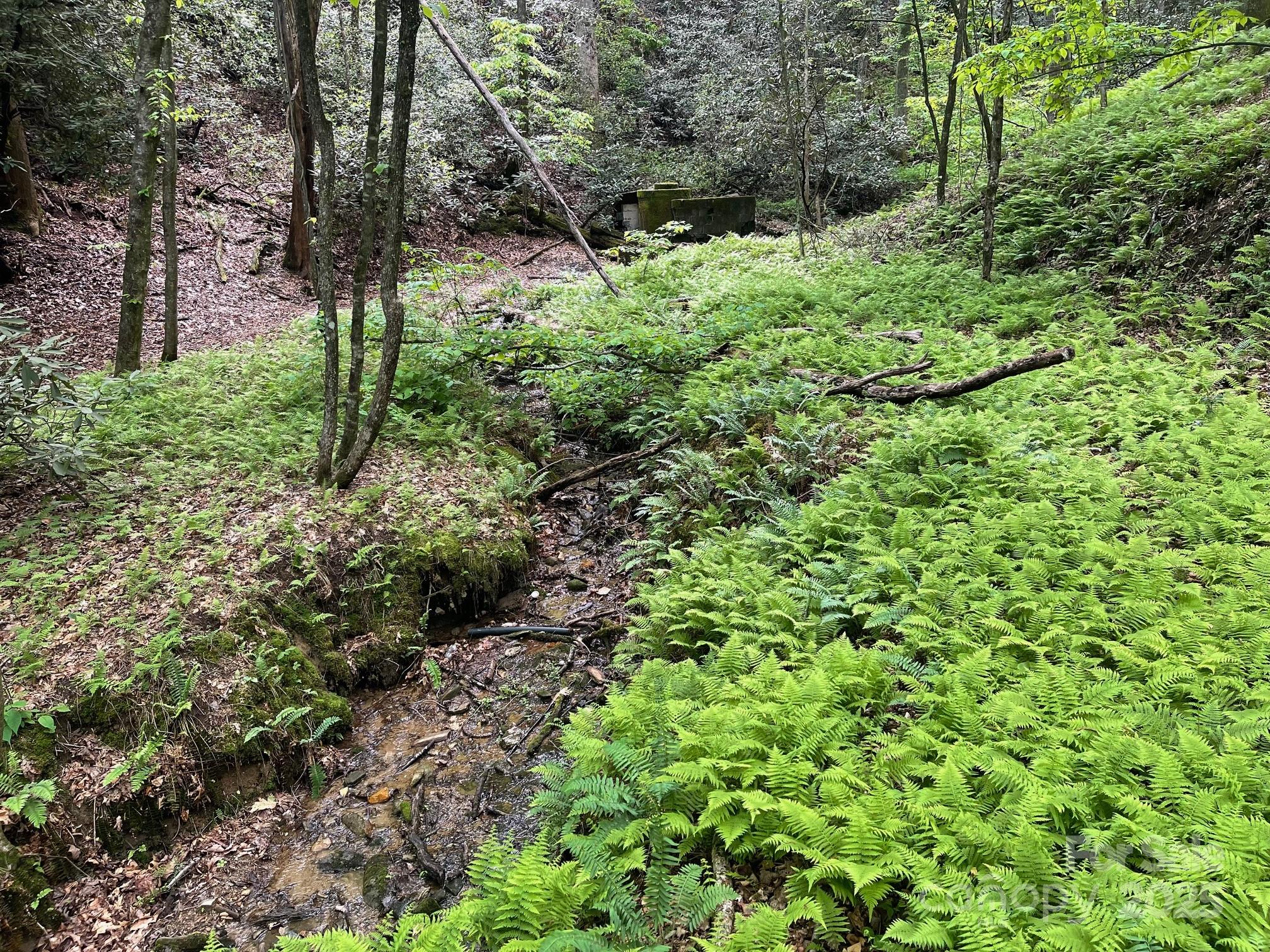 Lot 3 Heavenly Hill Road, Unit 3 Brevard, NC 28712 - Photo 22 of 26 a plant view in yard