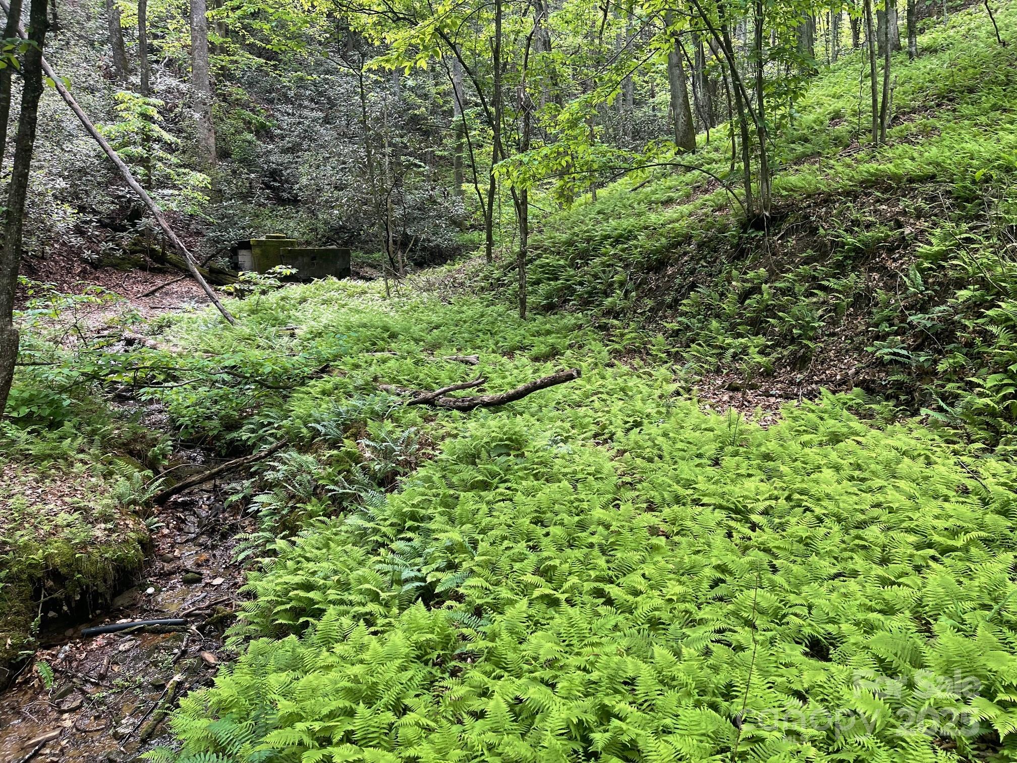 Lot 3 Heavenly Hill Road, Unit 3 Brevard, NC 28712 - Photo 23 of 26 a plant view in yard