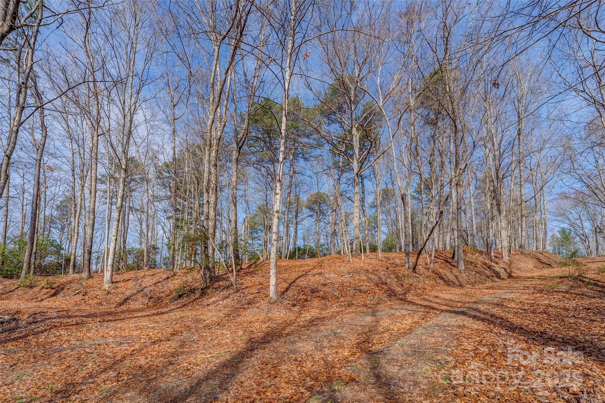 Lot 3 Heavenly Hill Road, Unit 3 Brevard, NC 28712 - Photo 6 of 26 a backyard of a house with large trees