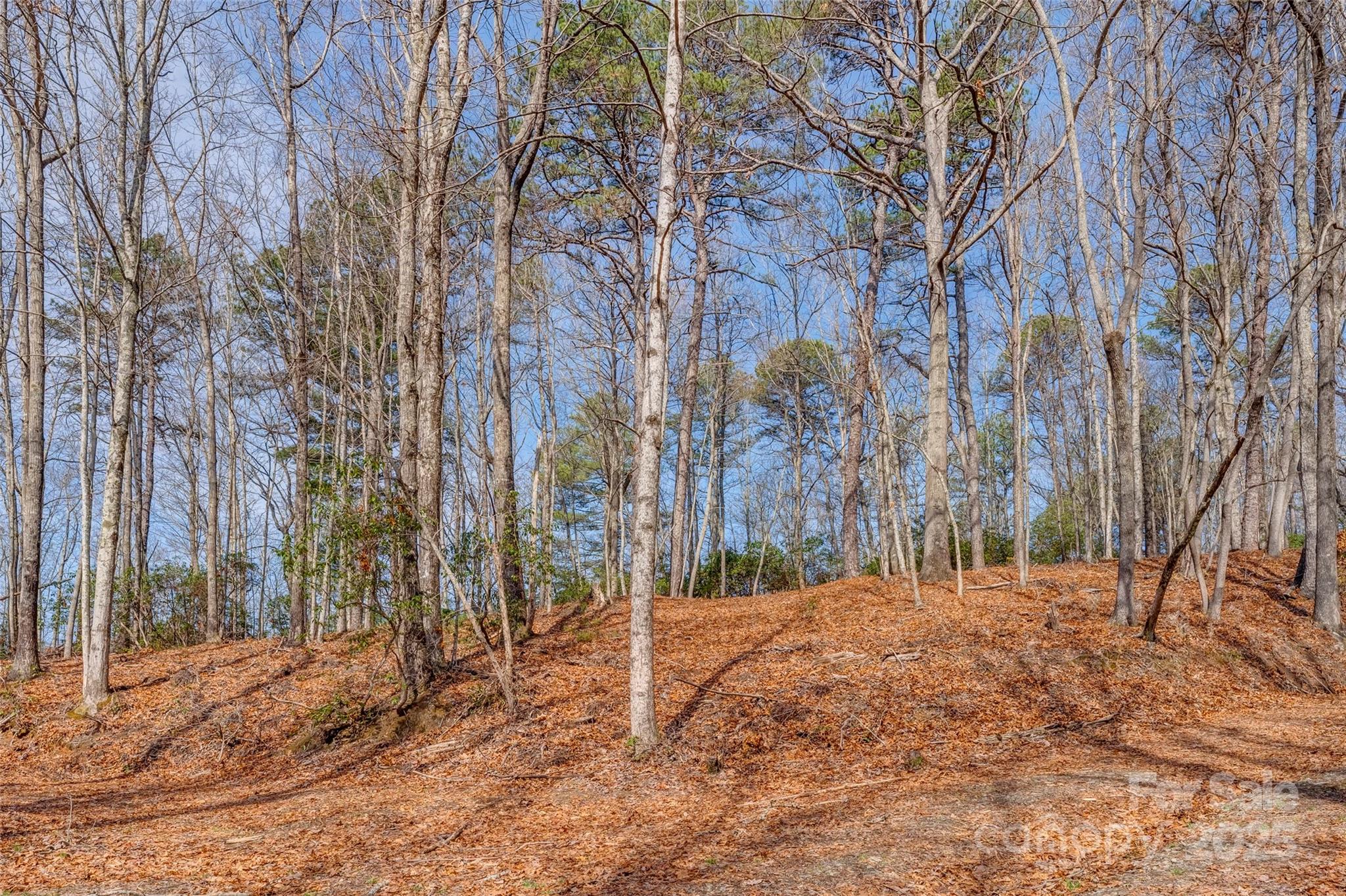 Lot 3 Heavenly Hill Road, Unit 3 Brevard, NC 28712 - Photo 7 of 26 a backyard of a house with large trees