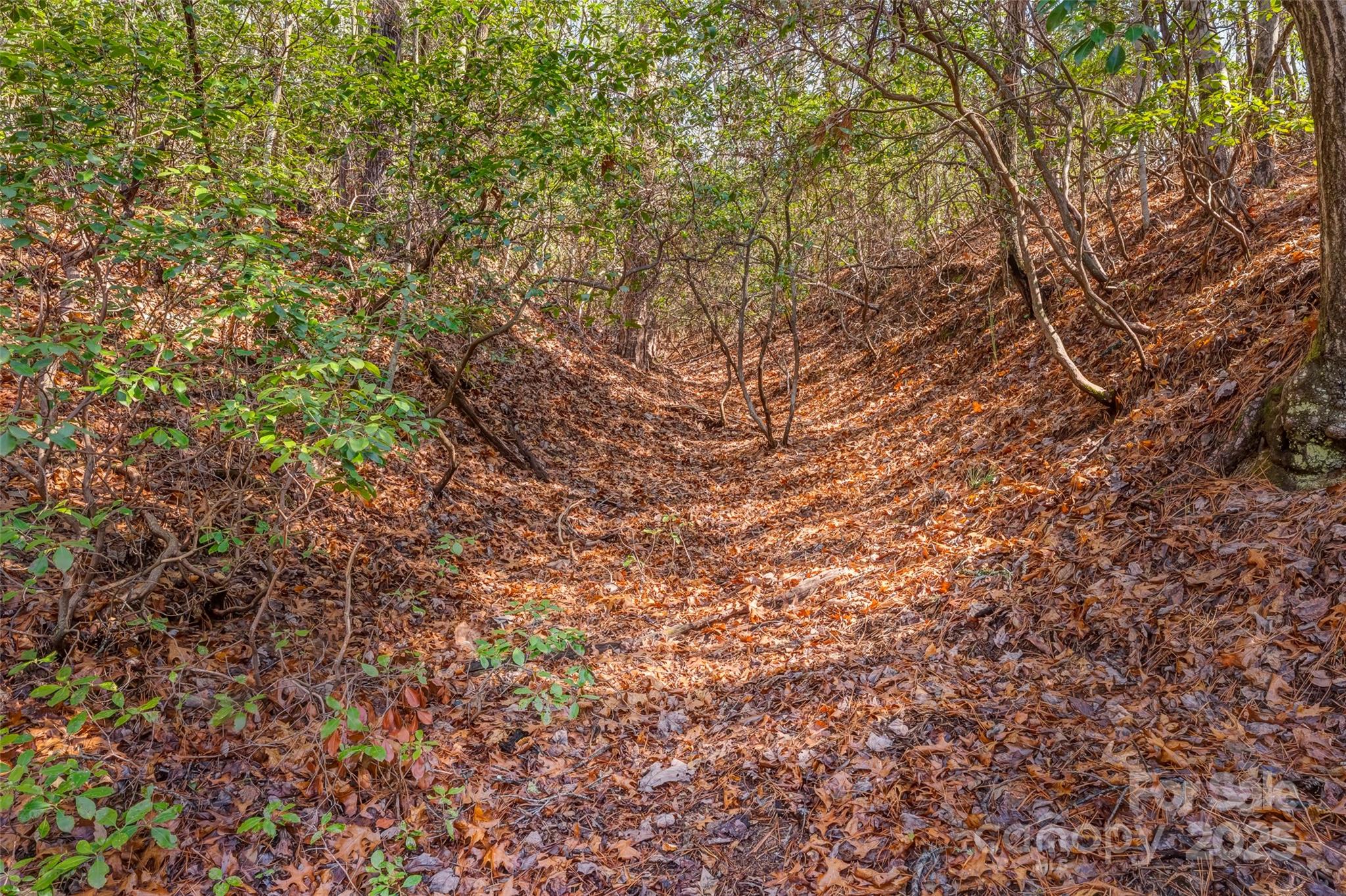 Lot 3 Heavenly Hill Road, Unit 3 Brevard, NC 28712 - Photo 8 of 26 a view of a tree with a tree