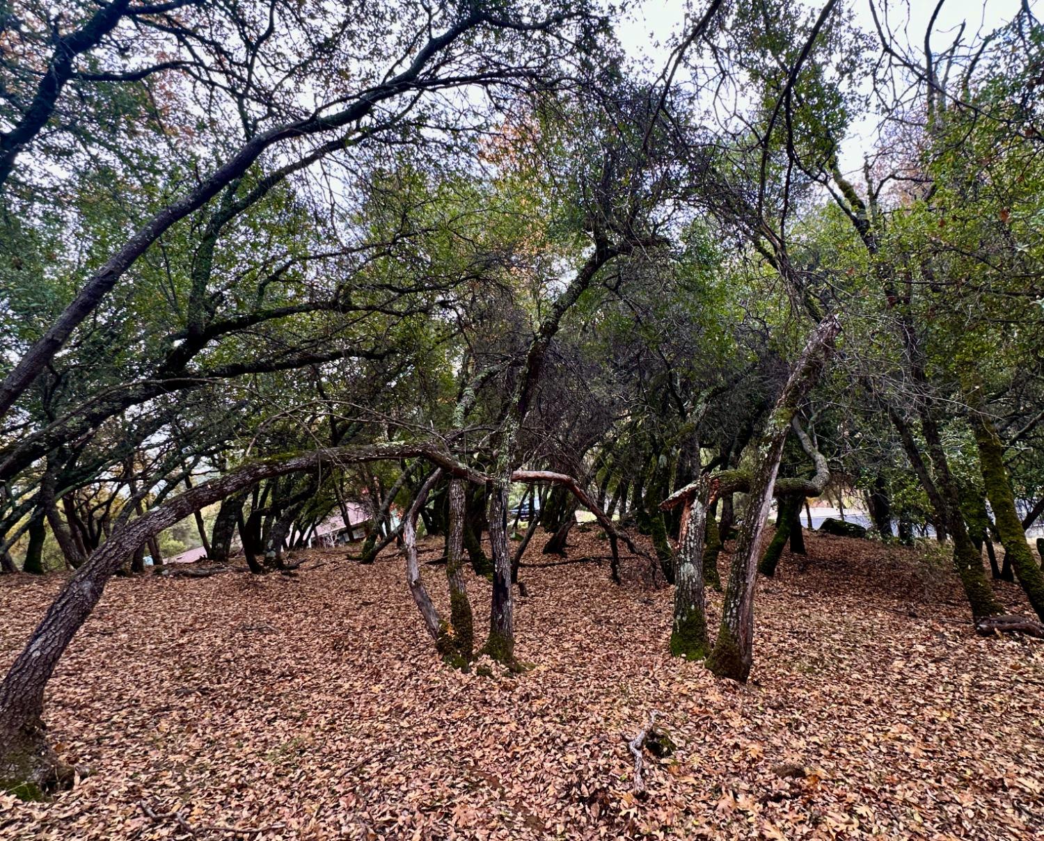 a view of some trees in the forest