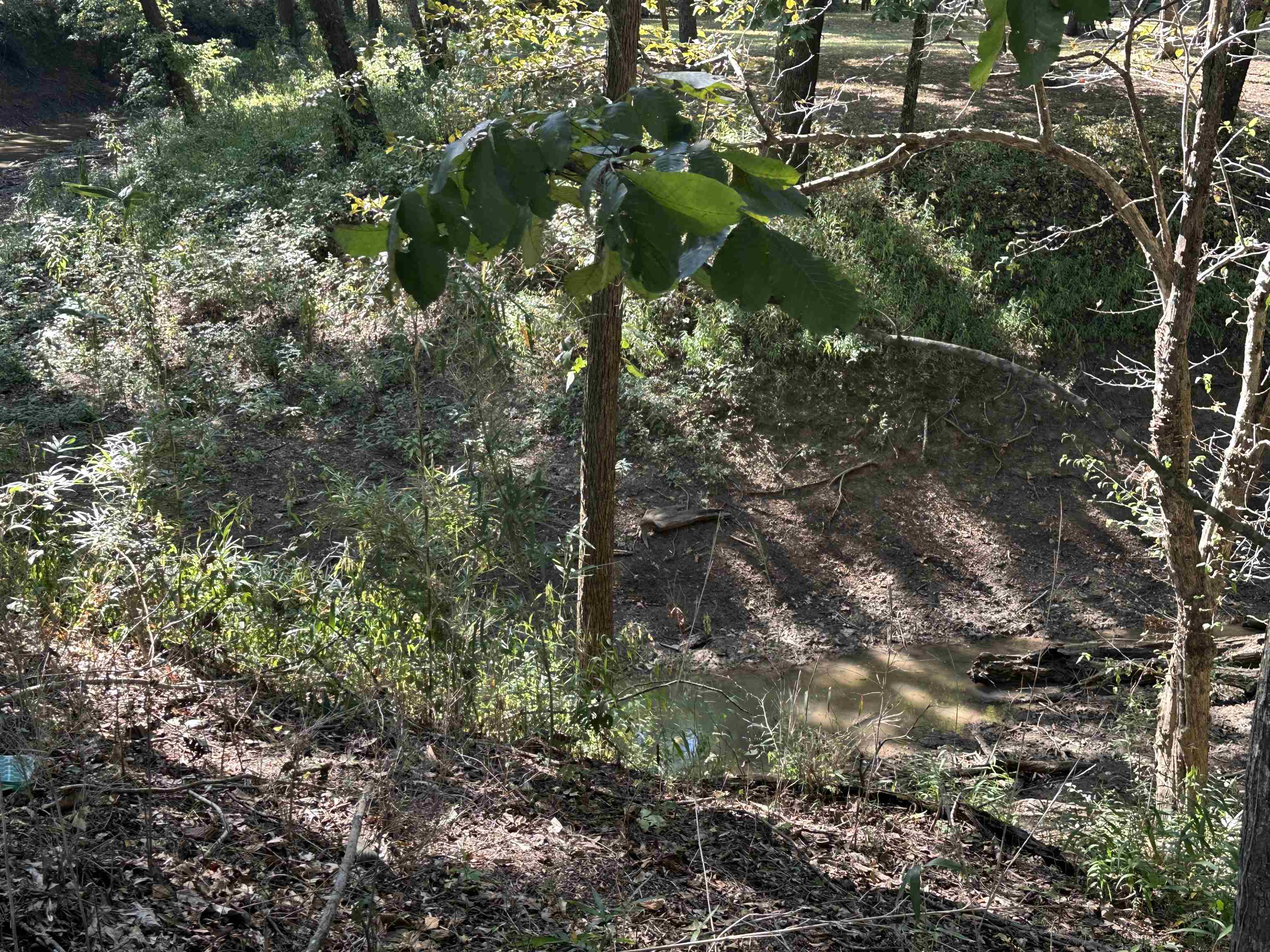 780 Towboat Lane Adamsville, TN 38310 - Photo 11 of 12 a view of a tree