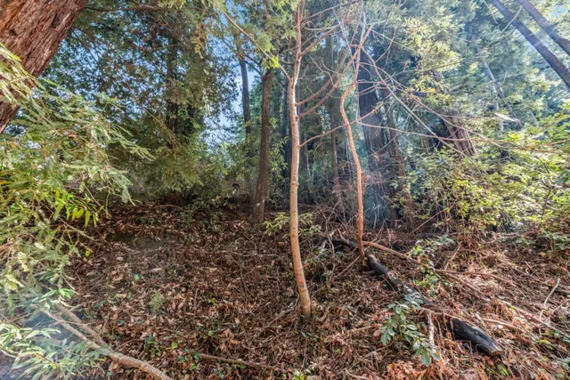 a backyard of a house with lots of trees