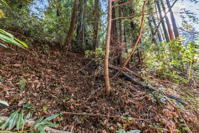 a view of a yard with plants and tree