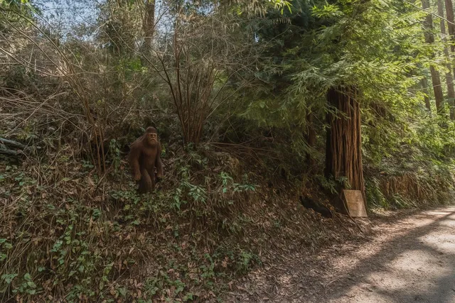 a view of a dry yard with trees