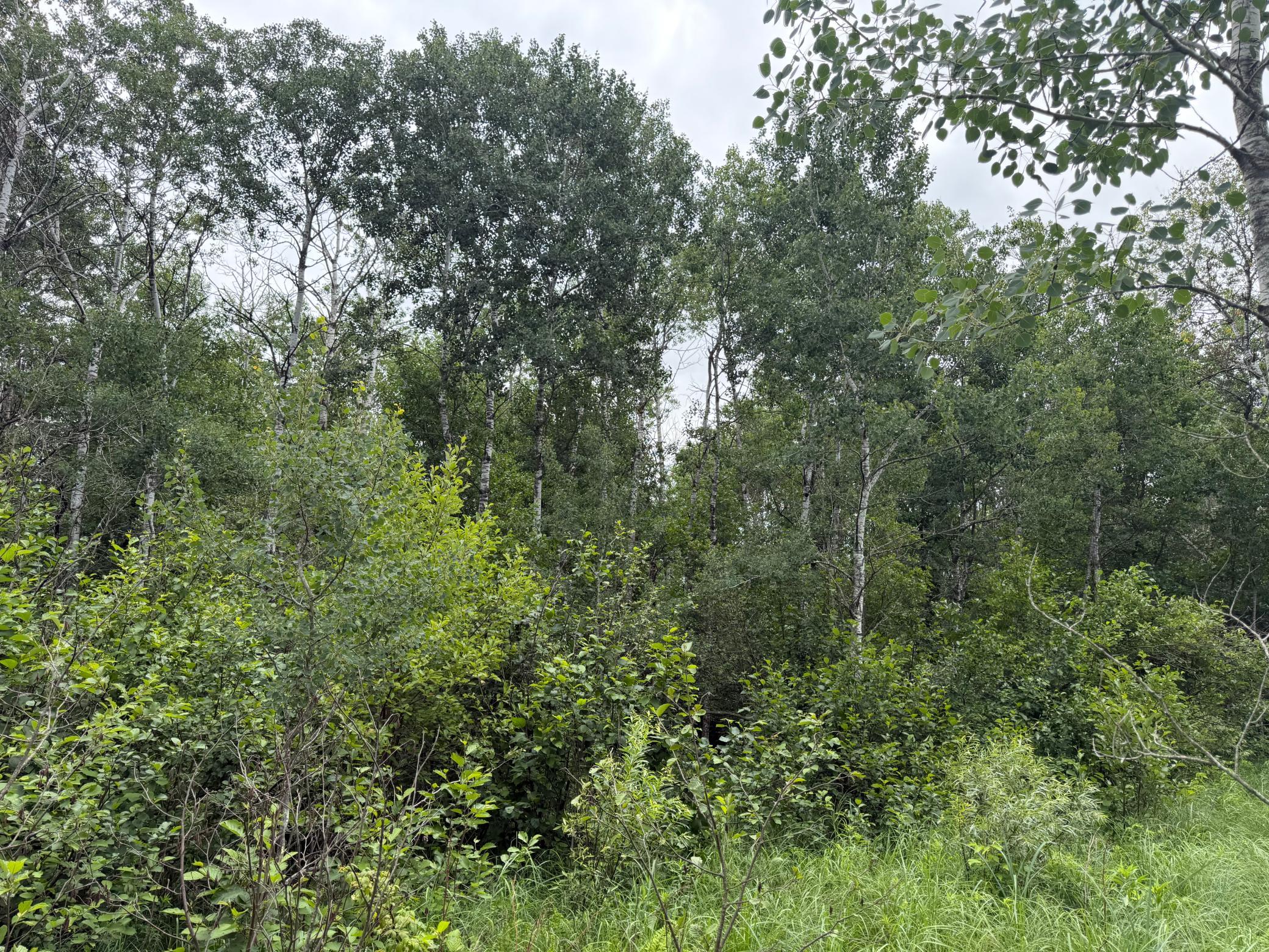 Tbd 350th Street Sebeka, MN 56477 - Photo 46 of 100