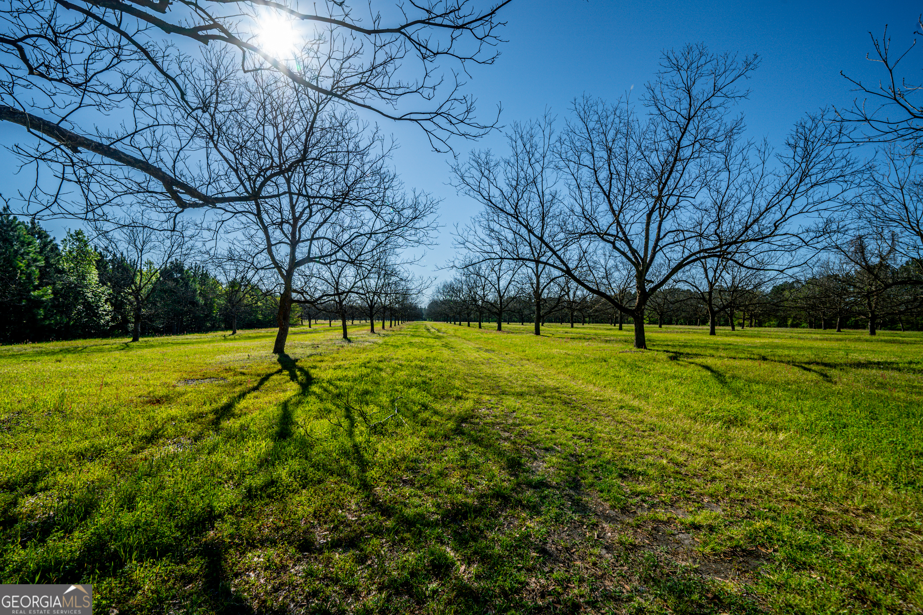 0 Edenfield Road Reidsville, GA 30453 - Photo 8 of 13