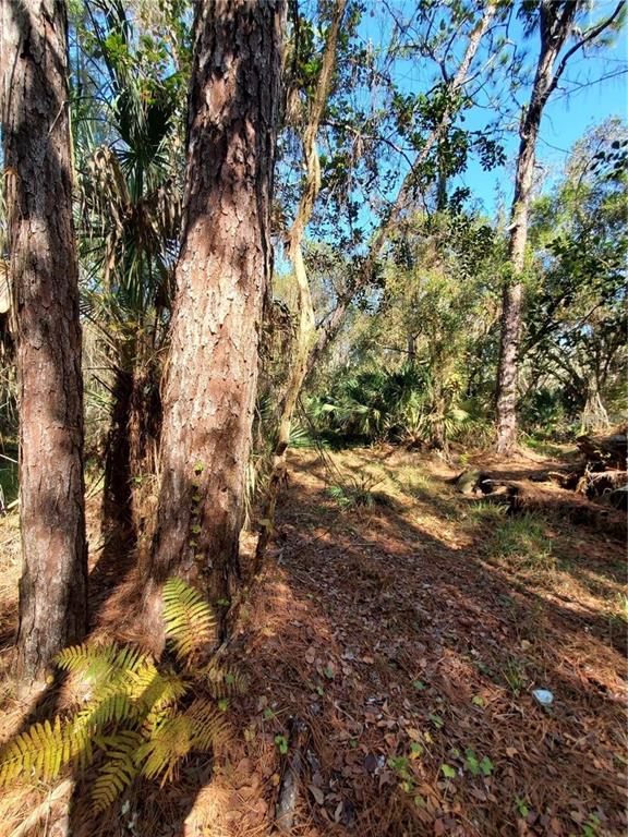 8738 Lindy Lane New Port Richey, FL 34655 - Photo 5 of 9 a view of a yard with a tree