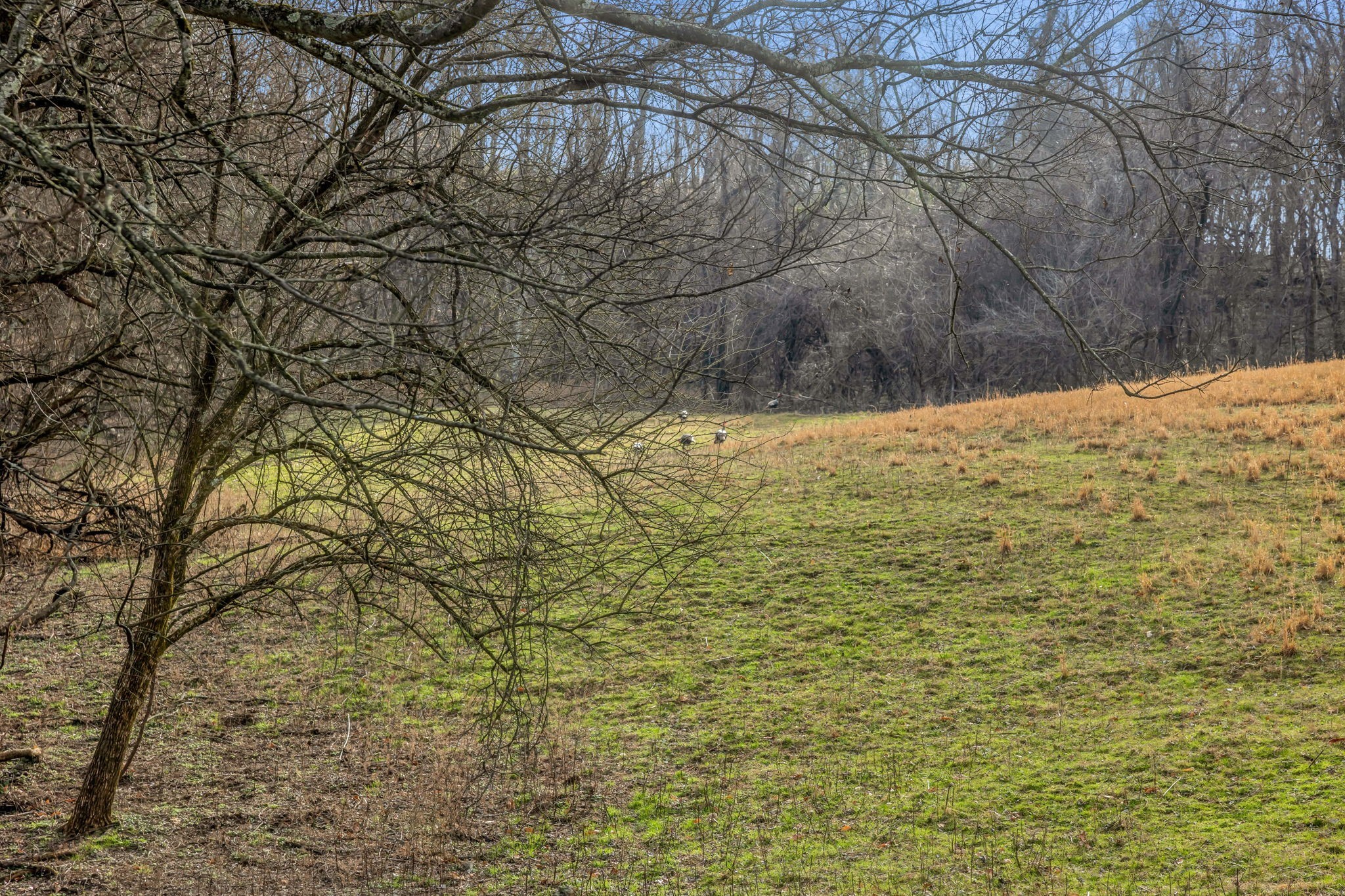 0 Fishing Ford Road Belfast, TN 37019 - Photo 14 of 70 a view of a yard with large trees