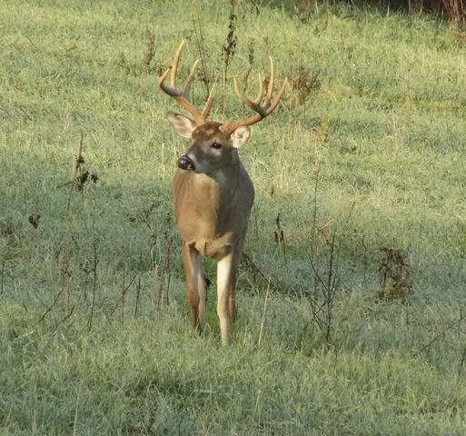 a wooden bench sitting in the middle of a forest