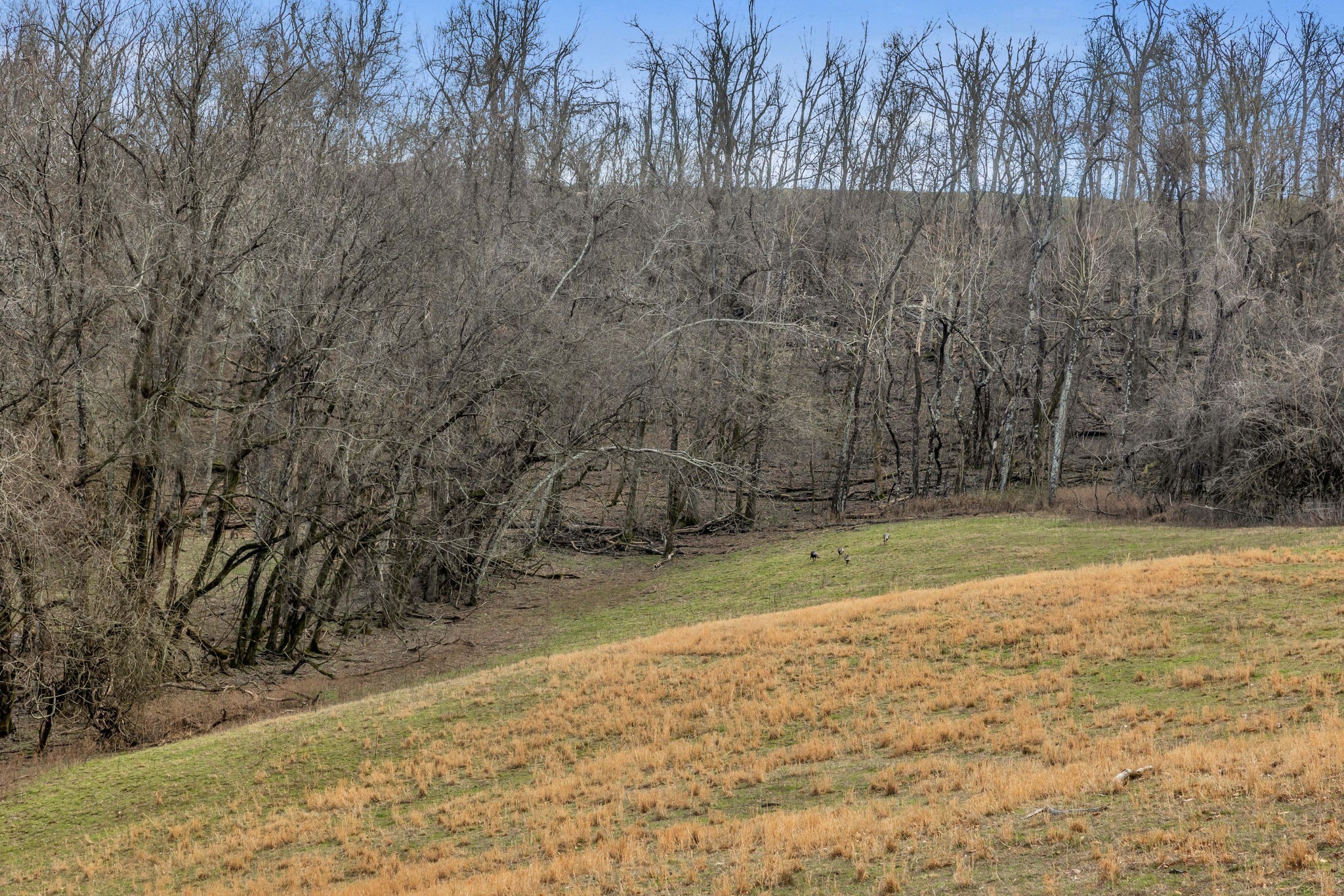0 Fishing Ford Road Belfast, TN 37019 - Photo 16 of 70 a view of a backyard