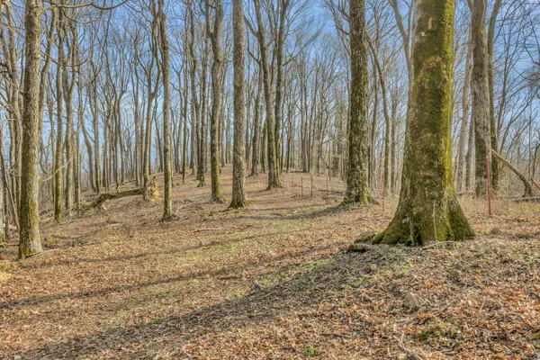 a view of a dry yard and mountain view