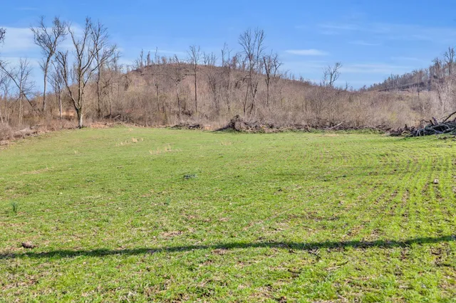 a view of field with large trees