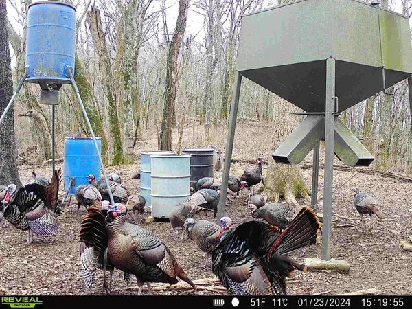 a water fountain covered with tall trees