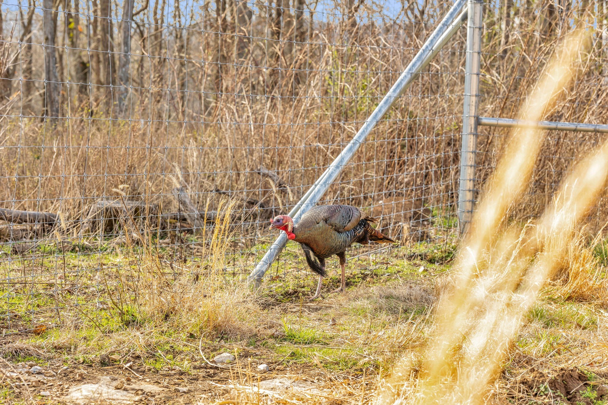 0 Fishing Ford Road Belfast, TN 37019 - Photo 31 of 70