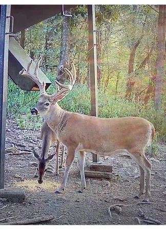 a view of a backyard of a house