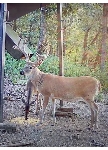 a view of a backyard of a house