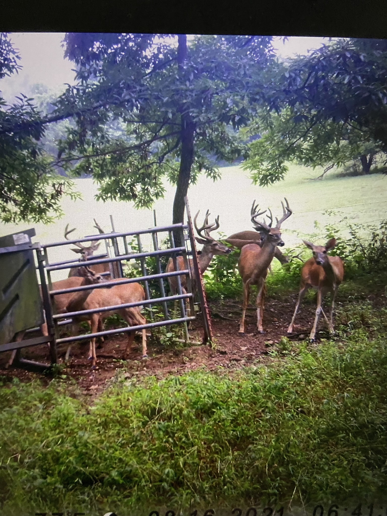 0 Fishing Ford Road Belfast, TN 37019 - Photo 41 of 70 a view of a backyard with sitting area and furniture