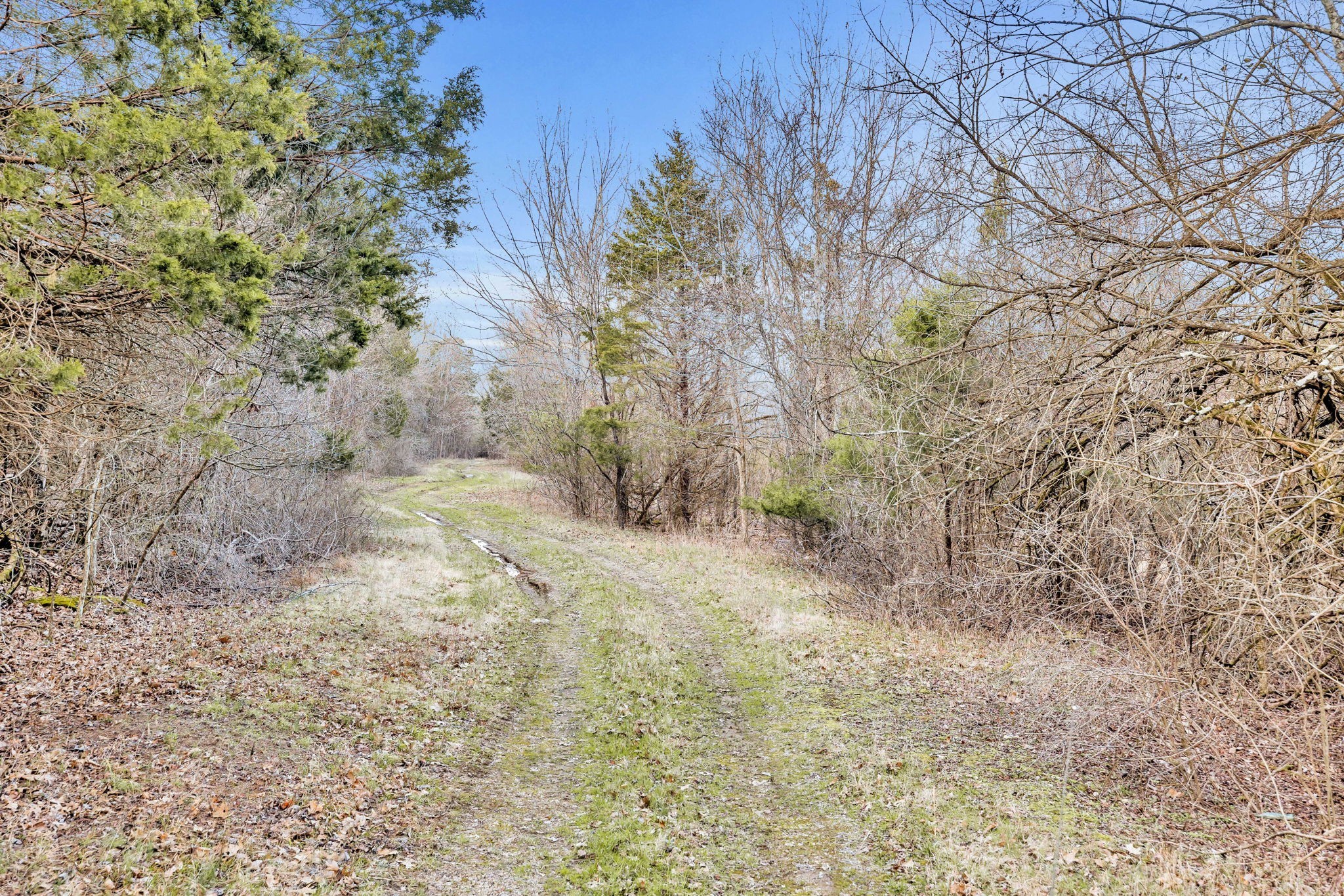 0 Fishing Ford Road Belfast, TN 37019 - Photo 46 of 70 a view of a yard with a tree