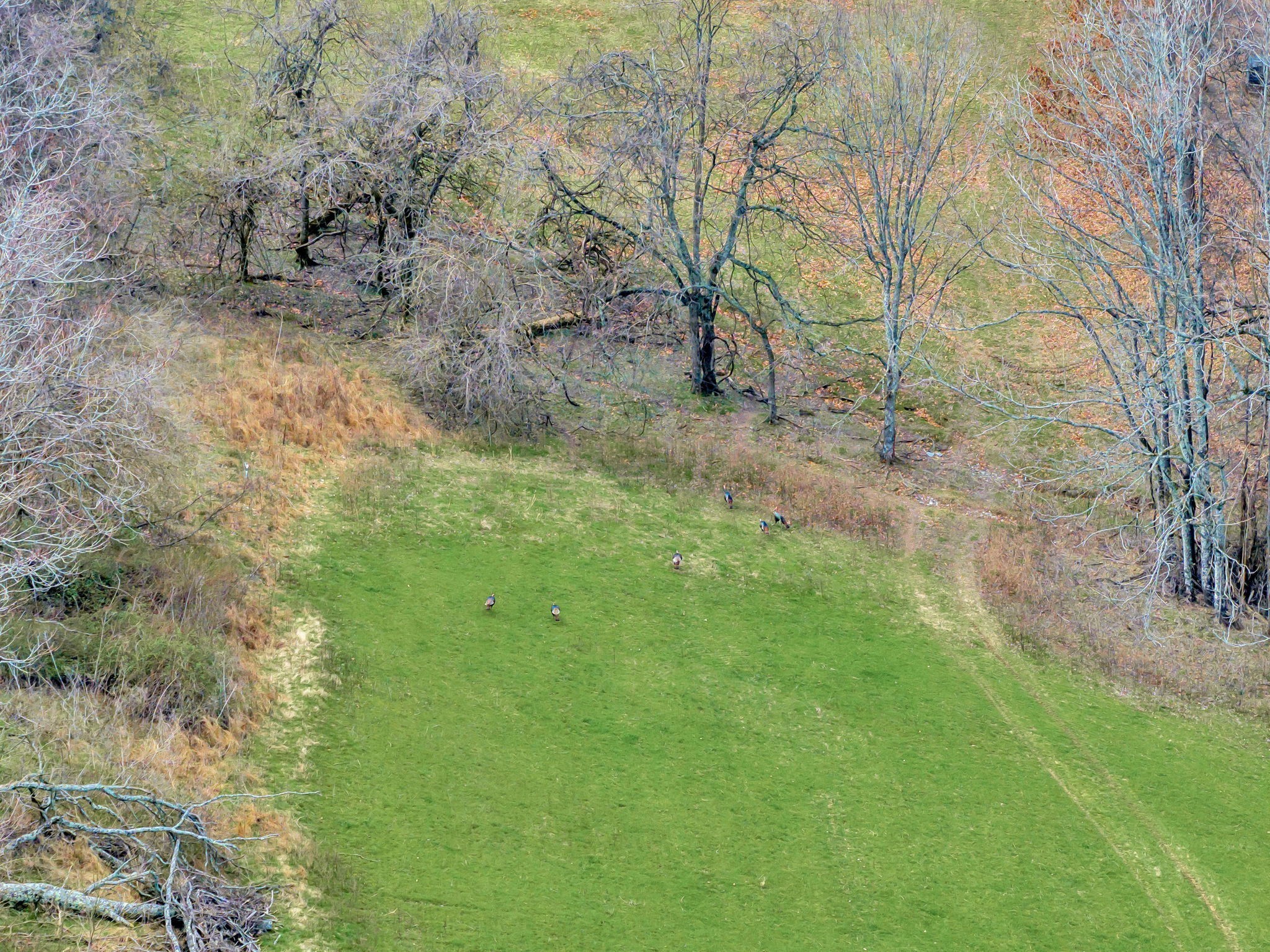 0 Fishing Ford Road Belfast, TN 37019 - Photo 51 of 70 a view of a yard with a tree