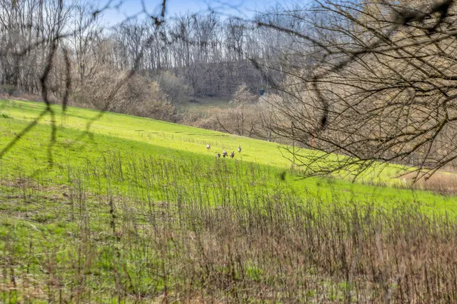 a view of a bunch of trees and some trees