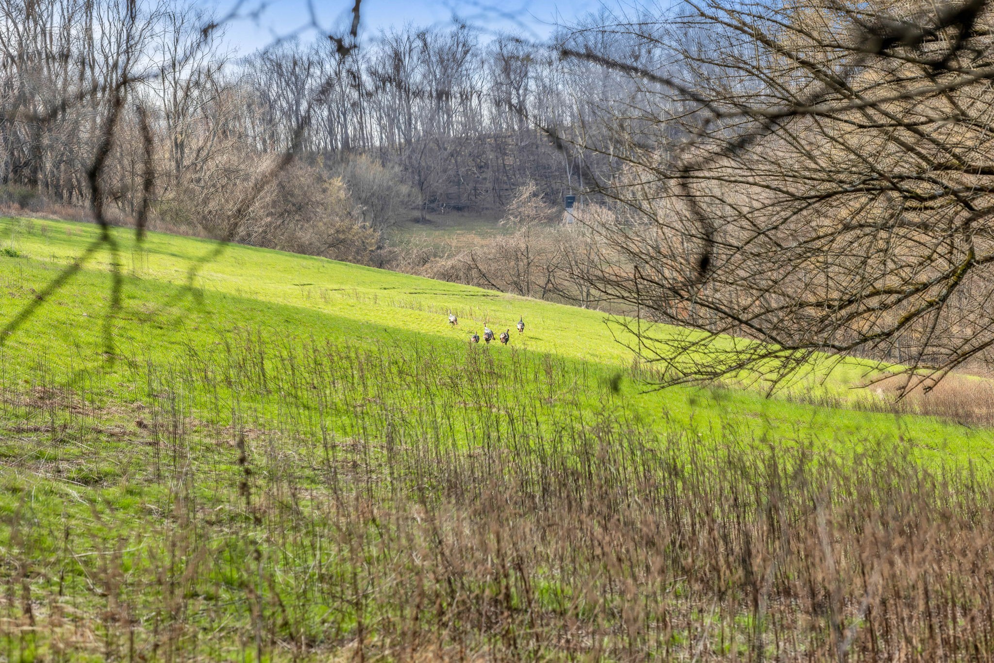 0 Fishing Ford Road Belfast, TN 37019 - Photo 7 of 70 a view of an outdoor space and a yard