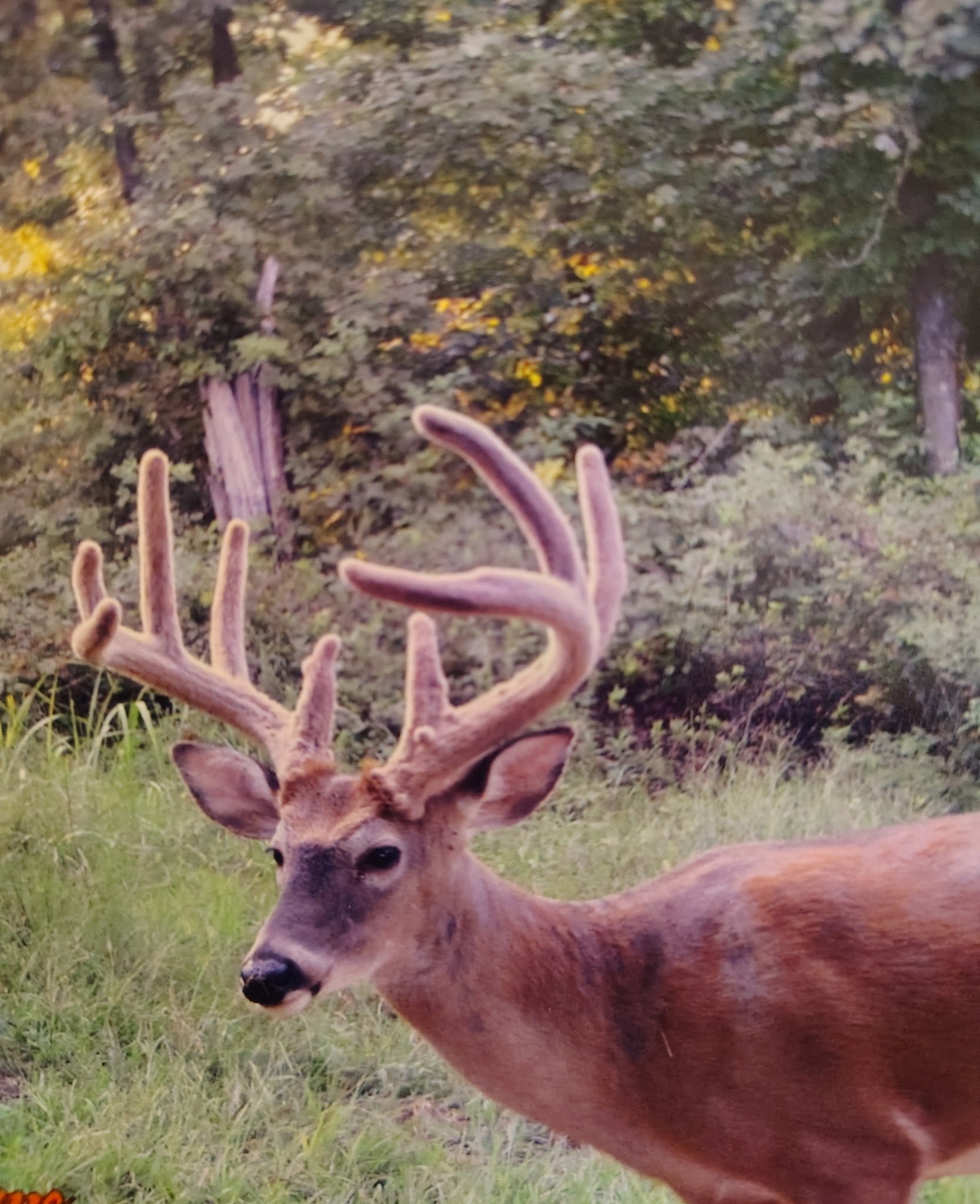 0 Seven 7 Mile Ridge Road Indian Mound, TN 37079 - Photo 13 of 27
