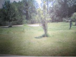 620 Wildmer Road Southwest Palm Bay, FL 32908 - Photo 2 of 2 a view of yard with trees