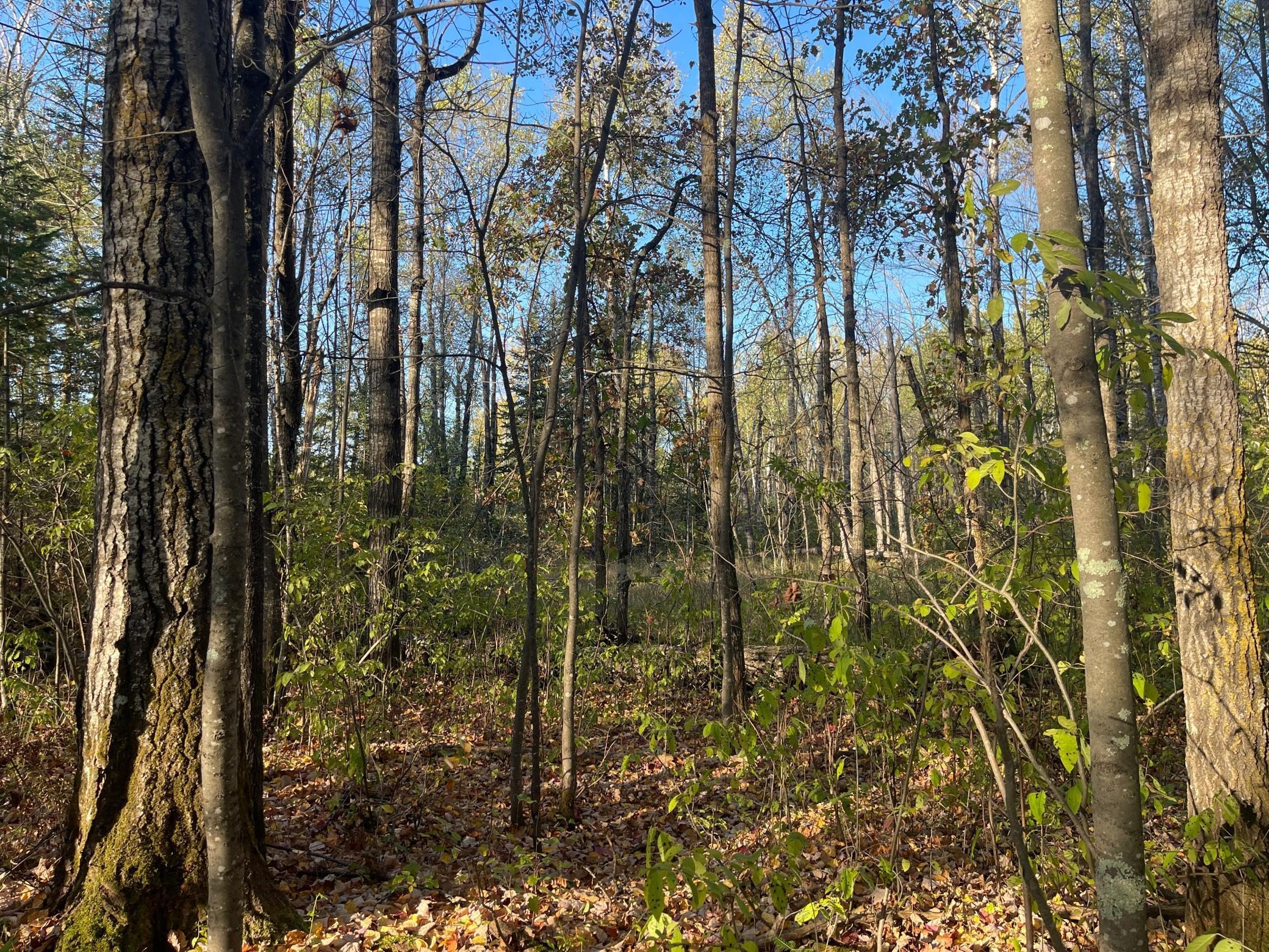 53144 Oak Leaf Road Kerrick, MN 55756 - Photo 4 of 20