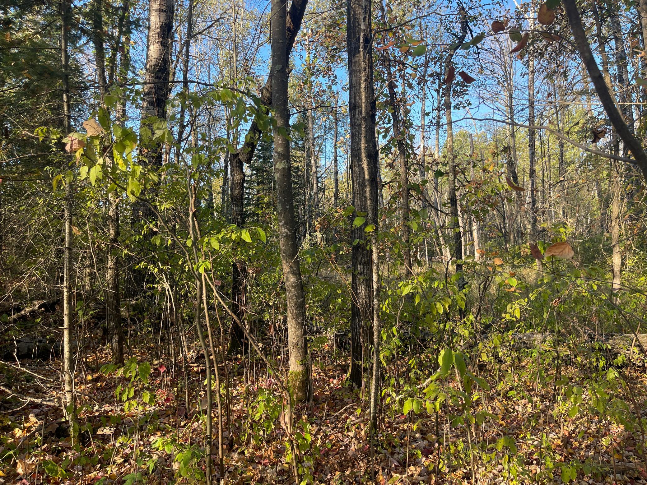 53144 Oak Leaf Road Kerrick, MN 55756 - Photo 5 of 20