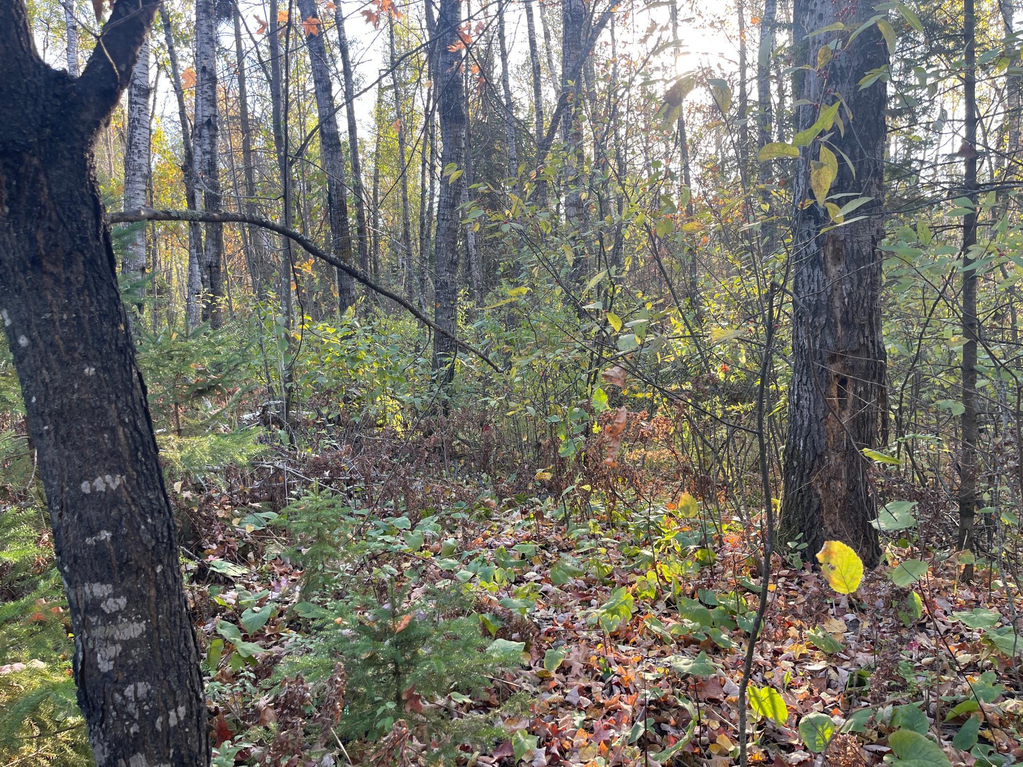 53144 Oak Leaf Road Kerrick, MN 55756 - Photo 10 of 20