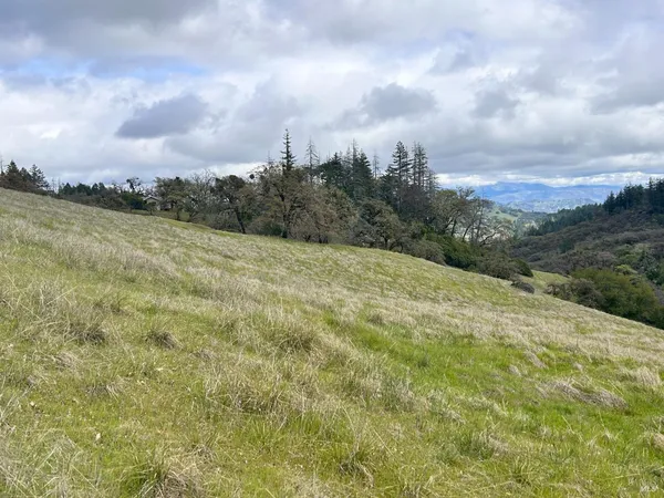 a view of a forest with a tree