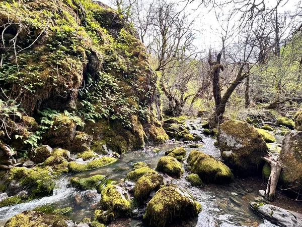 a view of a yard with an trees