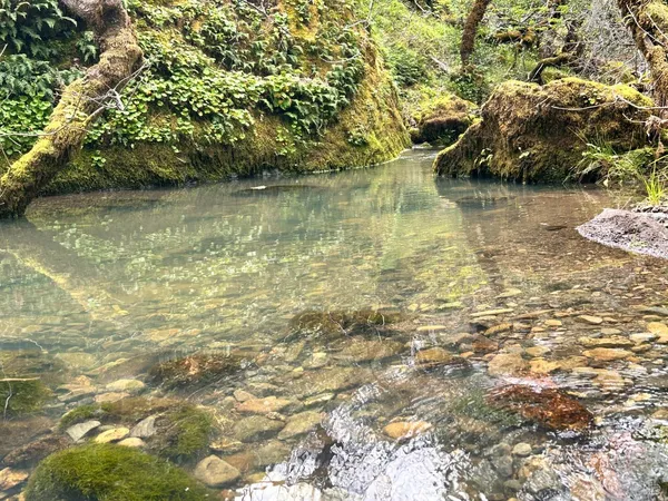a view of a yard with plants and trees