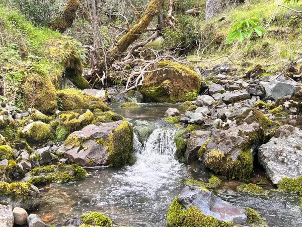a view of a yard with plants and trees