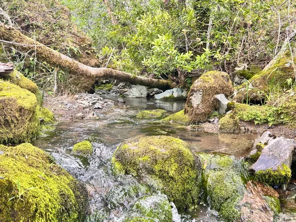 a view of outdoor space with a tree