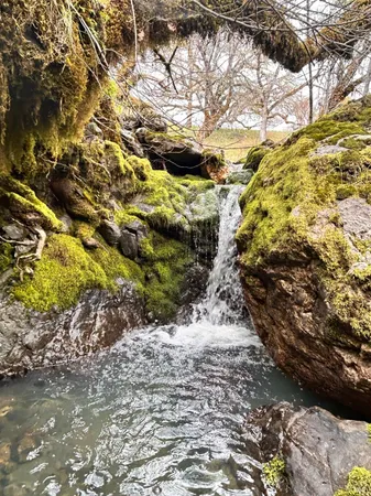a view of yard with large tree