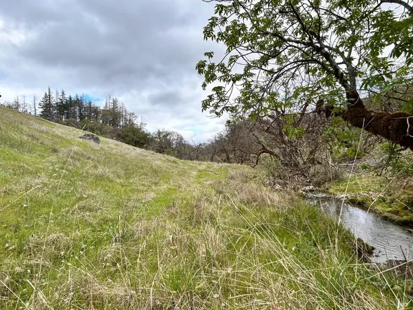 a view of a yard with large trees
