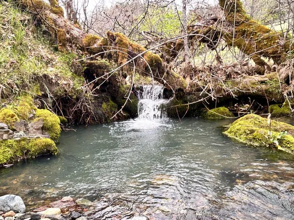 a view of large yard with large trees