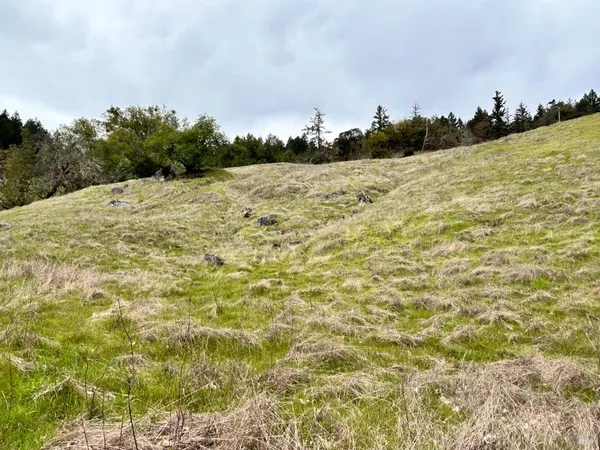a view of large yard with large trees