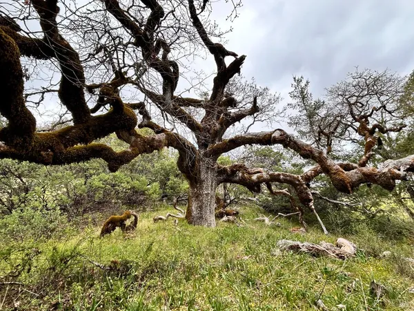 $475,000 | 8401 Brandywine Drive, Ukiah, CA 95482