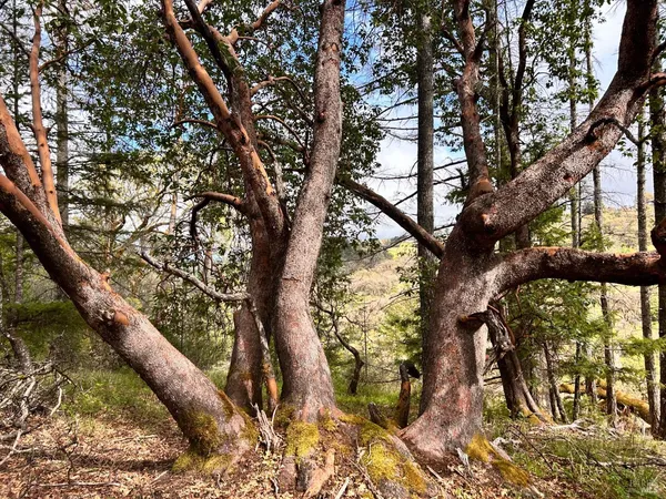 $475,000 | 8401 Brandywine Drive, Ukiah, CA 95482