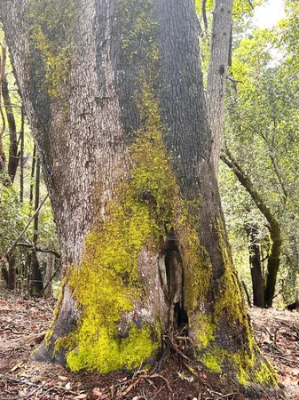 $475,000 | 8401 Brandywine Drive, Ukiah, CA 95482