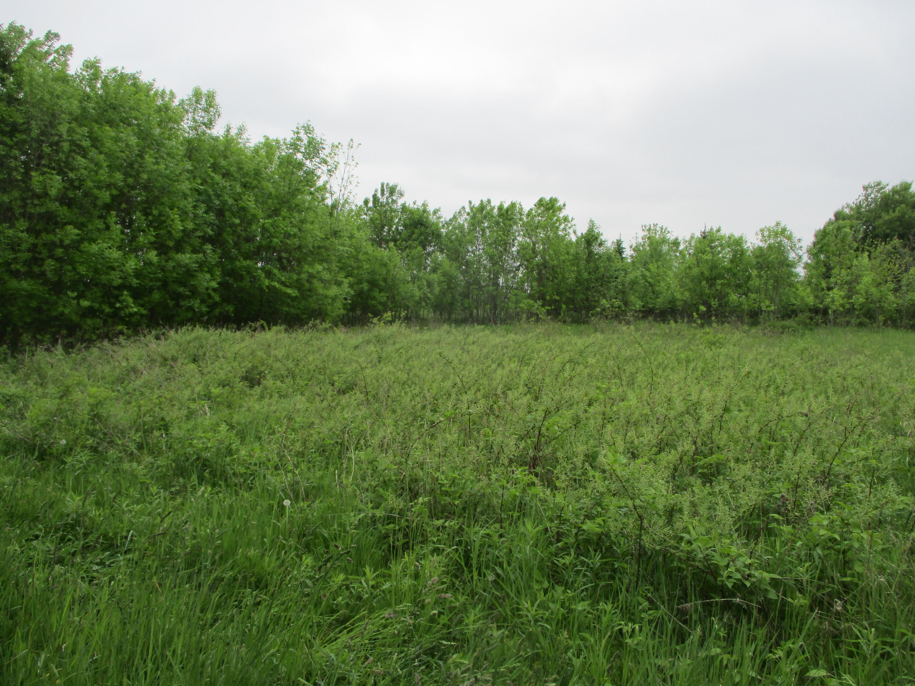 2454 Johnson Road Belding, MI 48809 - Photo 3 of 12 IMG_5686