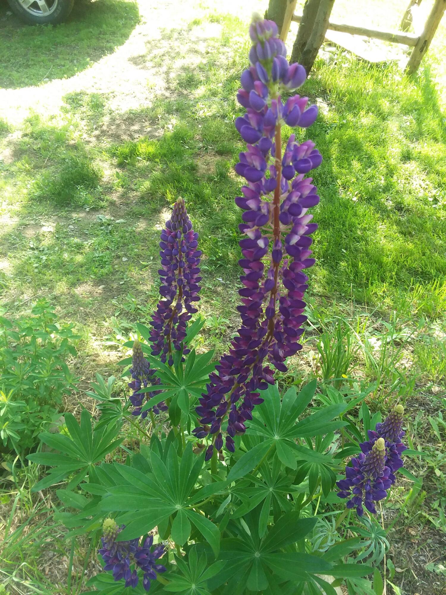 135 Back Road Fairfield, ME 04937 - Photo 39 of 42 Flowers