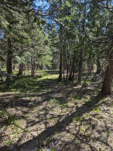 a view of a tree in the middle of a yard